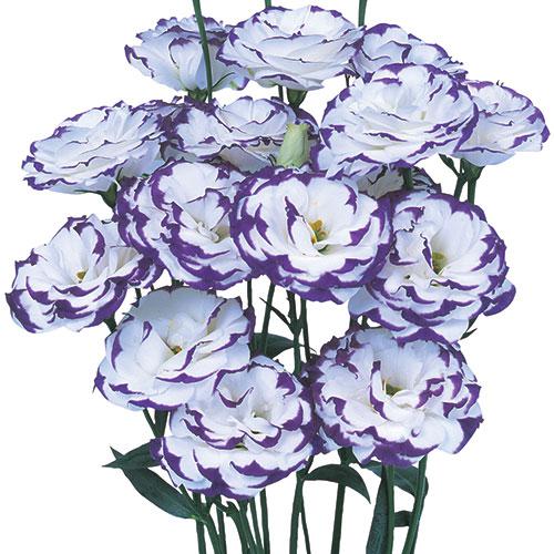 Lisianthus Excalibur bianco blu - EUSTOMA GRANDIFLORUM