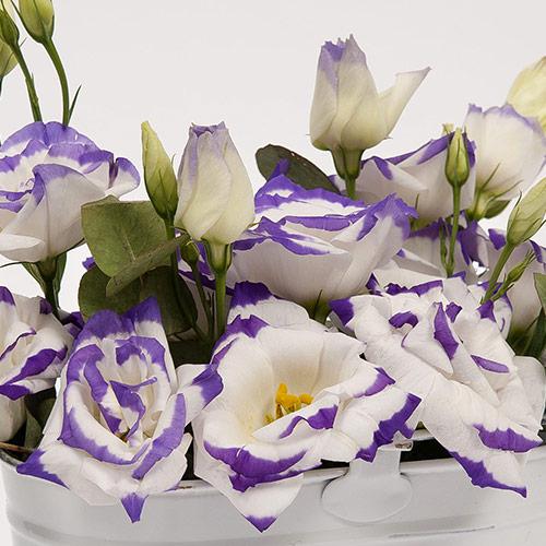 Lisianthus Excalibur blu rim - EUSTOMA GRANDIFLORUM