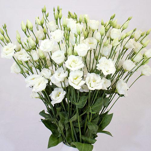 Lisianthus Excalibur bianco puro - EUSTOMA GRANDIFLORUM