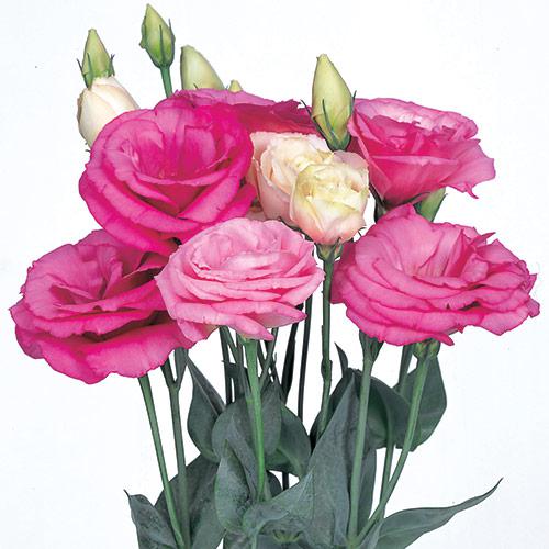 Lisianthus Excalibur rosa pink - EUSTOMA GRANDIFLORUM