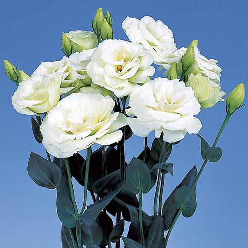 Lisianthus Excalibur verde - EUSTOMA GRANDIFLORUM