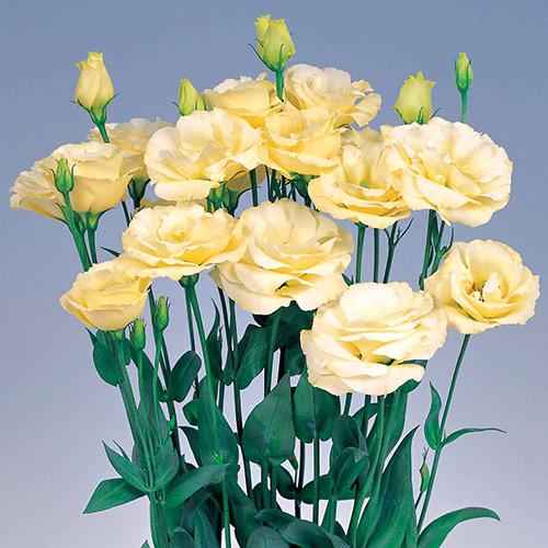 Lisianthus Excalibur giallo - EUSTOMA GRANDIFLORUM