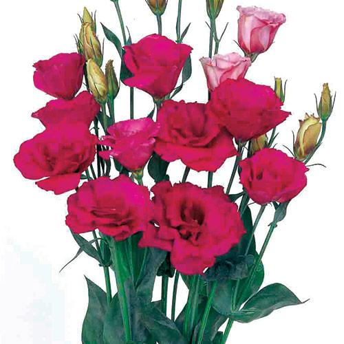 Lisianthus Mariachi carminio - EUSTOMA GRANDIFLORUM