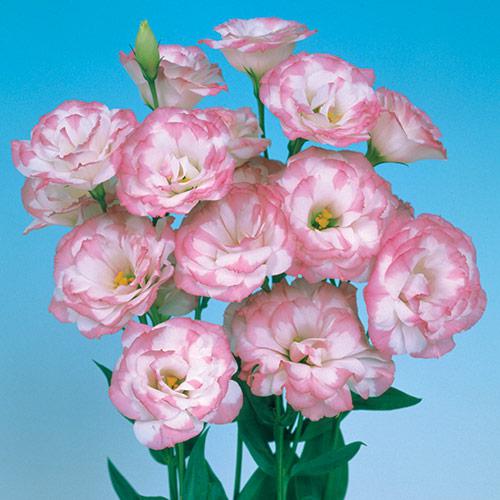 Lisianthus Mariachi rosa picoté - EUSTOMA GRANDIFLORUM