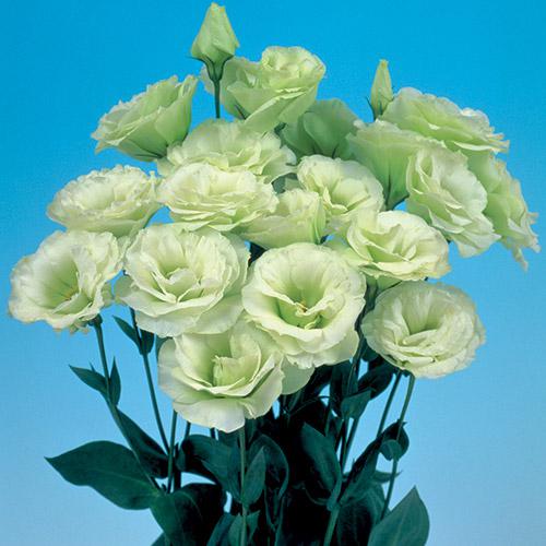 Lisianthus Mariachi verde - EUSTOMA GRANDIFLORUM