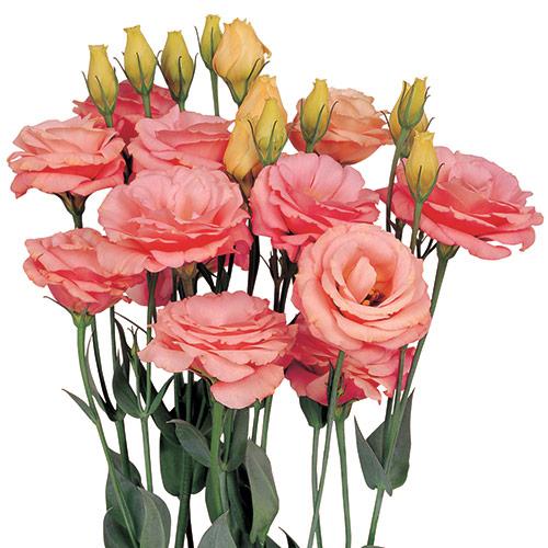 Lisianthus Rosita albicocca - EUSTOMA GRANDIFLORUM