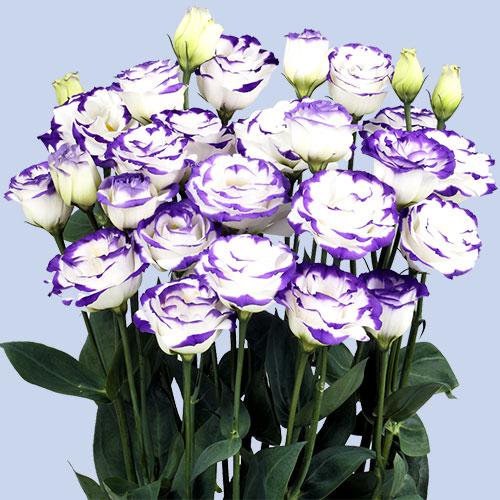 Lisianthus Rosita blu picoté - EUSTOMA GRANDIFLORUM
