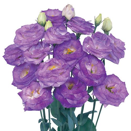 Lisianthus Rosita blu flash - EUSTOMA GRANDIFLORUM