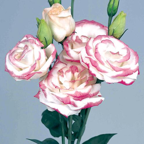 Lisianthus Rosita Hot Lips - EUSTOMA GRANDIFLORUM
