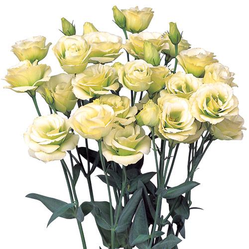 Lisianthus Rosita Jade - EUSTOMA GRANDIFLORUM