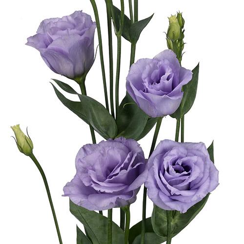 Lisianthus Rosita lavanda - EUSTOMA GRANDIFLORUM
