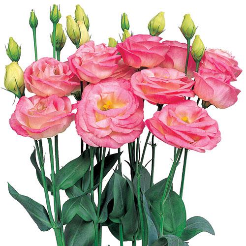 Lisianthus Rosita Misty pink - EUSTOMA GRANDIFLORUM