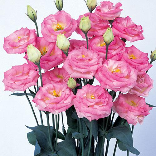 Lisianthus Rosita rosa flash - EUSTOMA GRANDIFLORUM