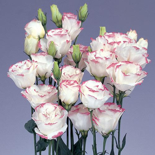 Lisianthus Rosita rosa picoté - EUSTOMA GRANDIFLORUM