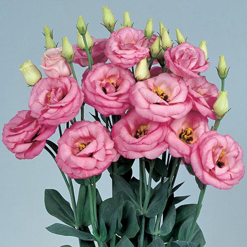 Lisianthus Rosita rosa - EUSTOMA GRANDIFLORUM
