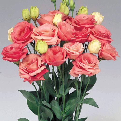 Lisianthus Rosita Rosa pink - EUSTOMA GRANDIFLORUM