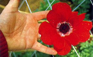 Anemone Marianne - grande fiore - ANEMONA CORONARIA