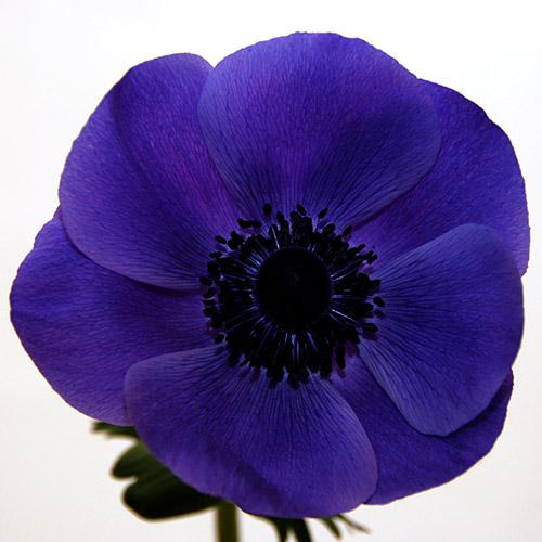 Anemone Marianne Blu - ANEMONA CORONARIA