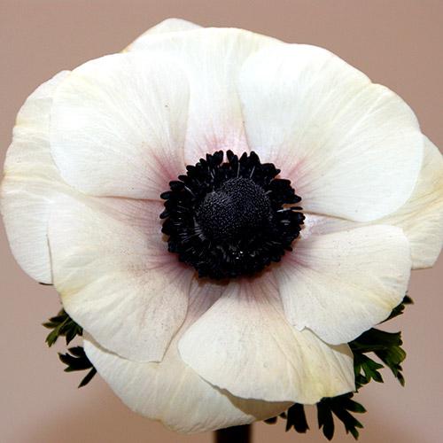 Anemone Marianne Panda - ANEMONA CORONARIA