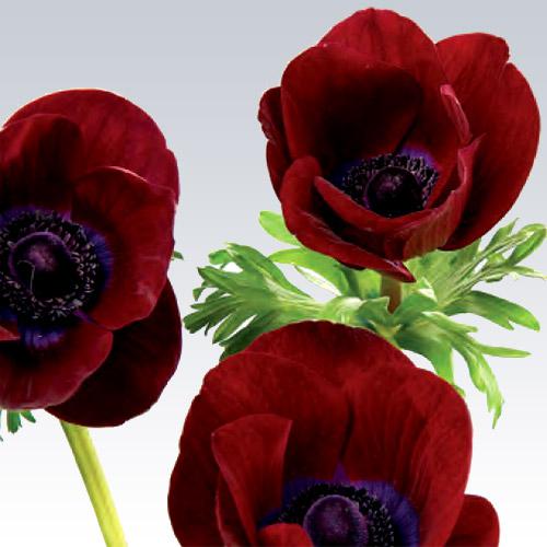 Anemone Meron vino - ANEMONA CORONARIA