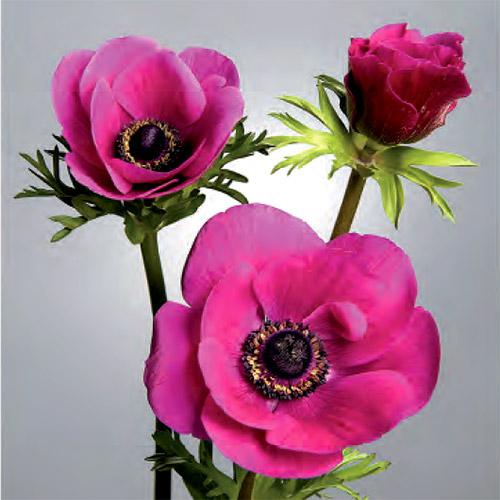 Anemone Meron rosa - ANEMONA CORONARIA