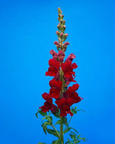 Bocche di leone Antibes rosso - ANTIRRHINUM MAJUSS