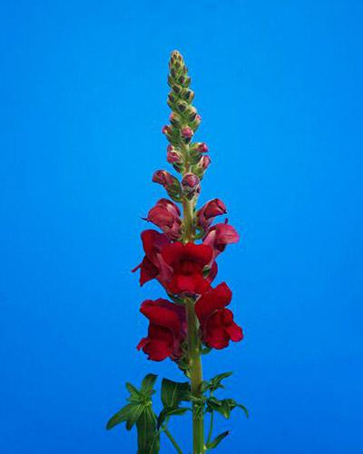 Bocche di leone Avignon magenta - ANTIRRHINUM MAJUS