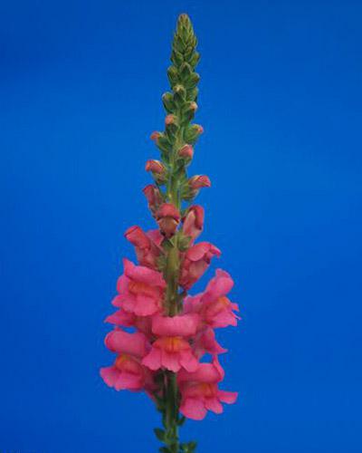 Bocche di Leone Avignon rosa scuro - ANTIRRHINUM MAJUS