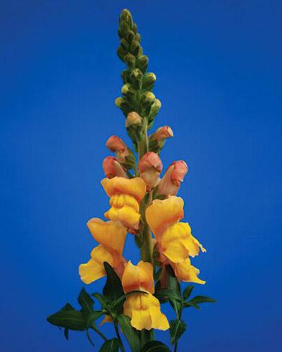 Bocche di Leone Cannes light bronze - ANTIRRHINUM MAJUS