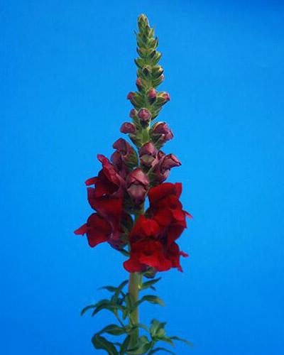 Bocche di leone Cannes rosso - ANTIRRHINUM MAJUS