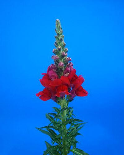 Bocche di leone Orleans rosso - ANTIRRHINUM MAJUS
