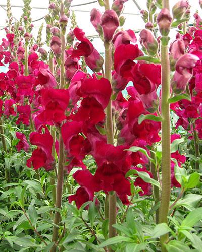 Bocche di leone super-violetto - ANTIRRHINUM MAJUS