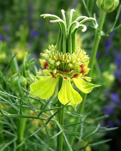 Nigella orientalis transformer - NIGELLA DAMASENA