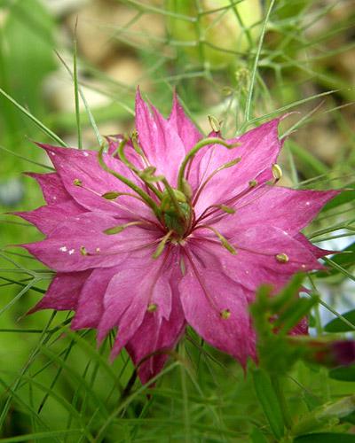 Nigella rosa - NIGELLA DAMASENA