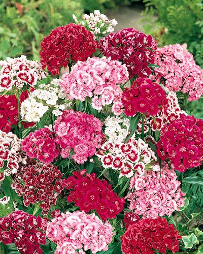 Cinesino doppio - DIANTHUS BARBATUS
