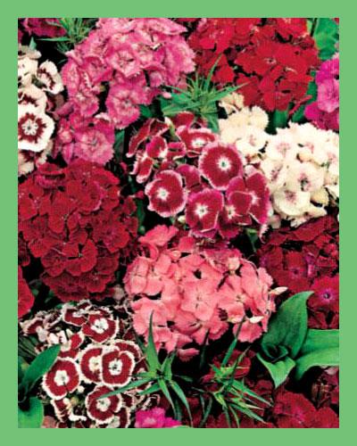 Cinesino Hirondelle miscuglio variegato - DIANTHUS BARBATUS