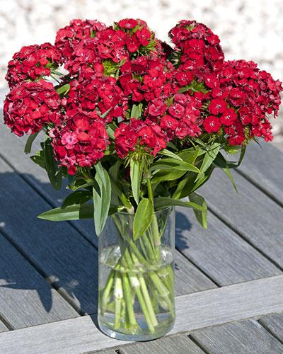 Cinesino Hollandia scarlatto - DIANTHUS BARBATUS