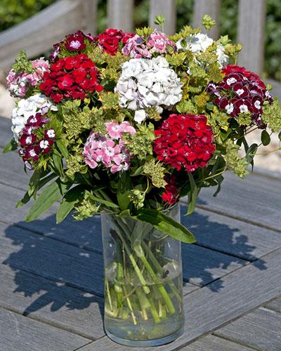 Cinesino Hollandia miscuglio variegato - DIANTHUS BARBATUS