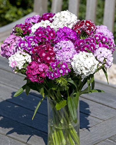 Cinesino Hollandia miscuglio variegato - DIANTHUS BARBATUS