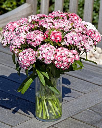 Cinesino Hollandia salmone - DIANTHUS BARBATUS