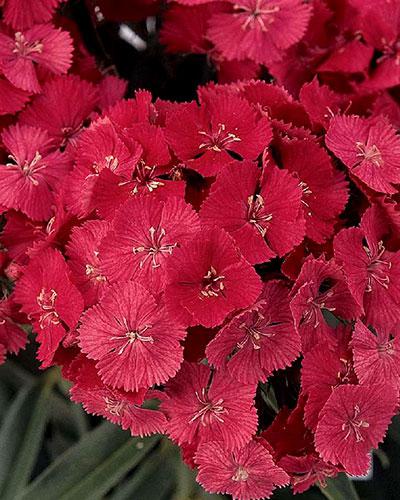 Cinesino Sweet Coral - DIANTHUS BARBATUS