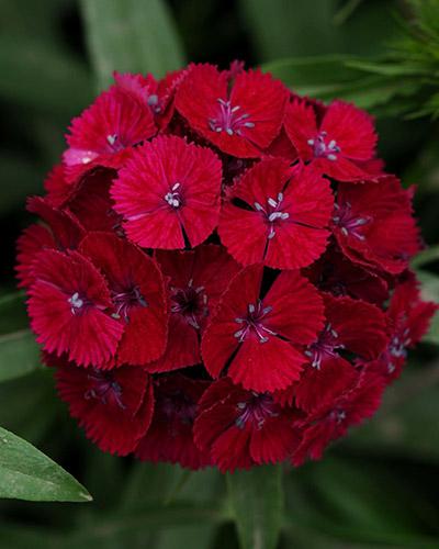 Cinesino Sweet violetto - DIANTHUS BARBATUS