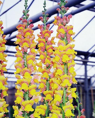 Bocche di Leone La Fontaine arancione - ANTIRRHINUM MAJUS