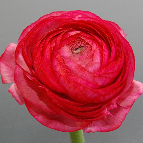 Ranuncolo Pauline Carminio - RANUNCULUS ASIATICUS