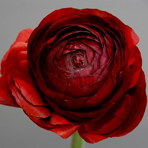 Ranuncolo Pauline Chocolat - RANUNCULUS ASIATICUS