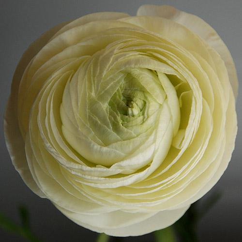 Ranuncolo Pauline Crema - RANUNCULUS ASIATICUS