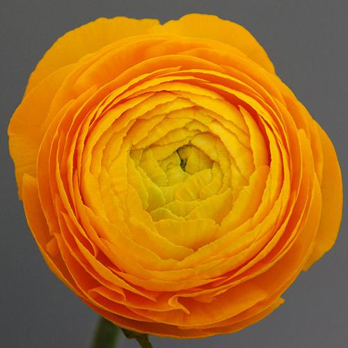 Ranuncolo Pauline Giallo N47 - RANUNCULUS ASIATICUS