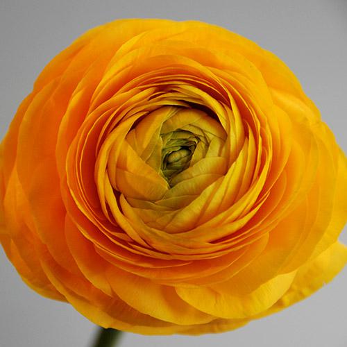 Ranuncolo Pauline Giallo - RANUNCULUS ASIATICUS