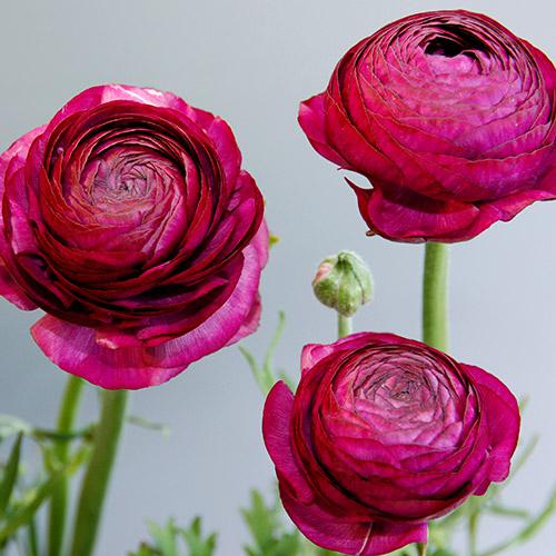 Ranuncolo Pauline Lavanda - RANUNCULUS ASIATICUS