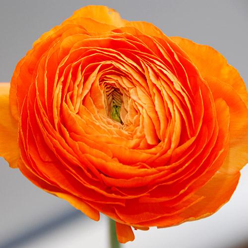 Ranuncolo Pauline Arancio - RANUNCULUS ASIATICUS
